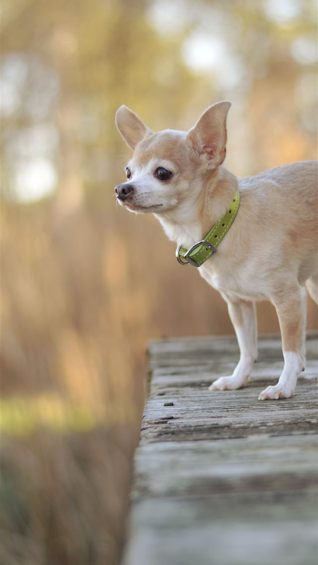 1284x2778 chihuahua - chihuahua iPhone Wallpaper