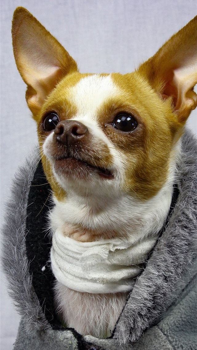 1284x2778 chihuahua - chihuahua iPhone Wallpaper