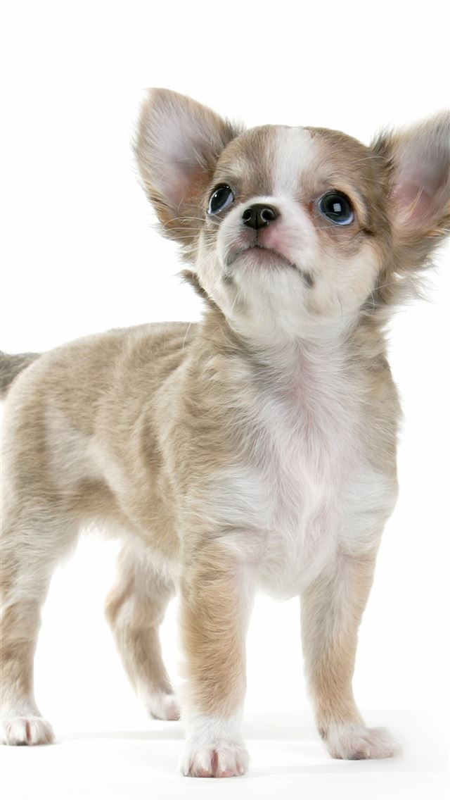 1284x2778 chihuahua - chihuahua iPhone Wallpaper