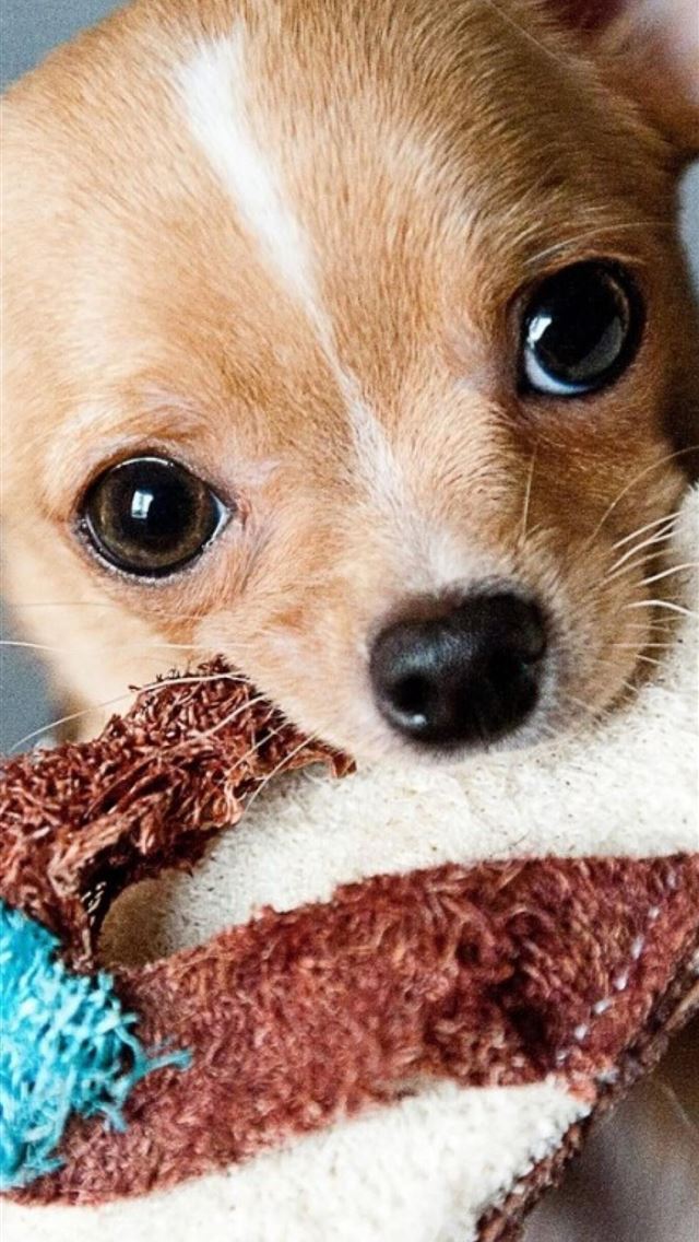 1284x2778 chihuahua - chihuahua iPhone Wallpaper