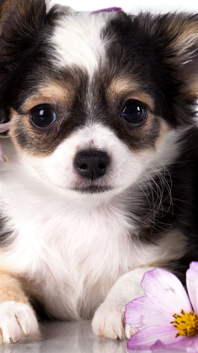 1284x2778 chihuahua - chihuahua iPhone Wallpaper