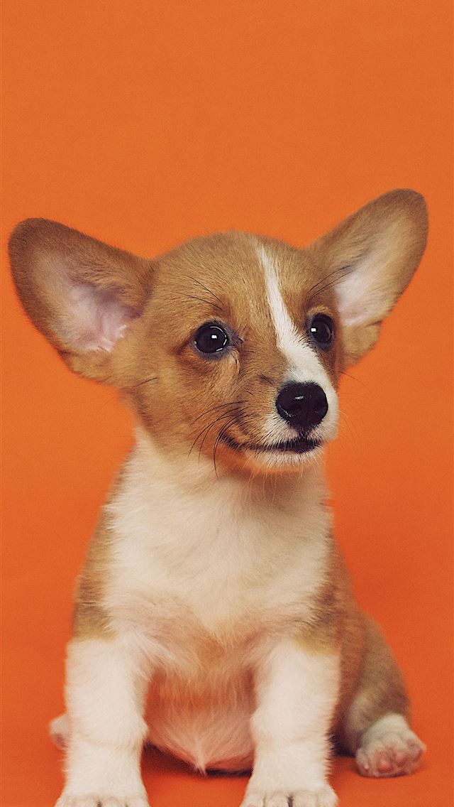 1284x2778 chihuahua - chihuahua iPhone Wallpaper