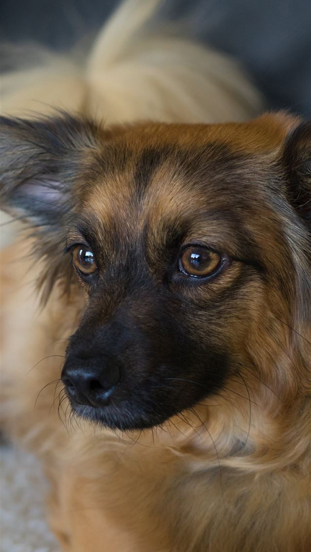 1284x2778 chihuahua - chihuahua iPhone Wallpaper