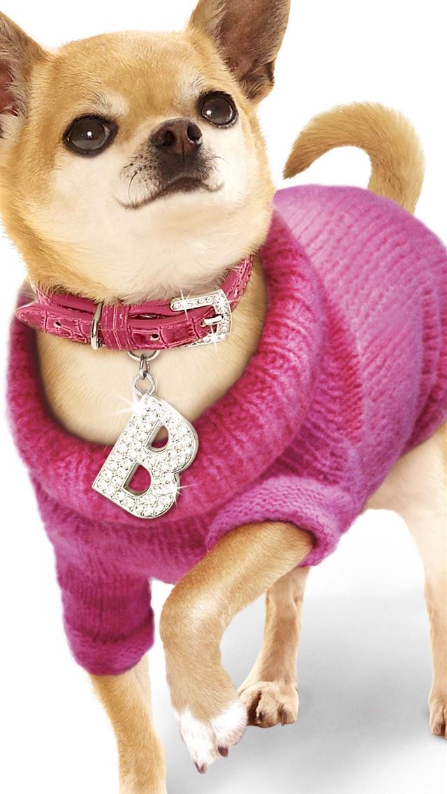 1284x2778 chihuahua - chihuahua iPhone Wallpaper