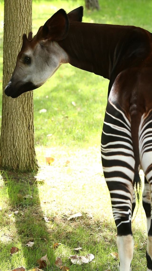 1284x2778 angola - angola iPhone Wallpaper