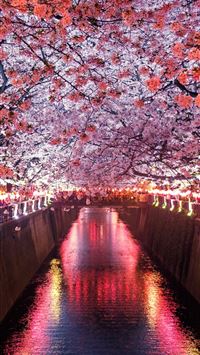 sakura mat wallpaper