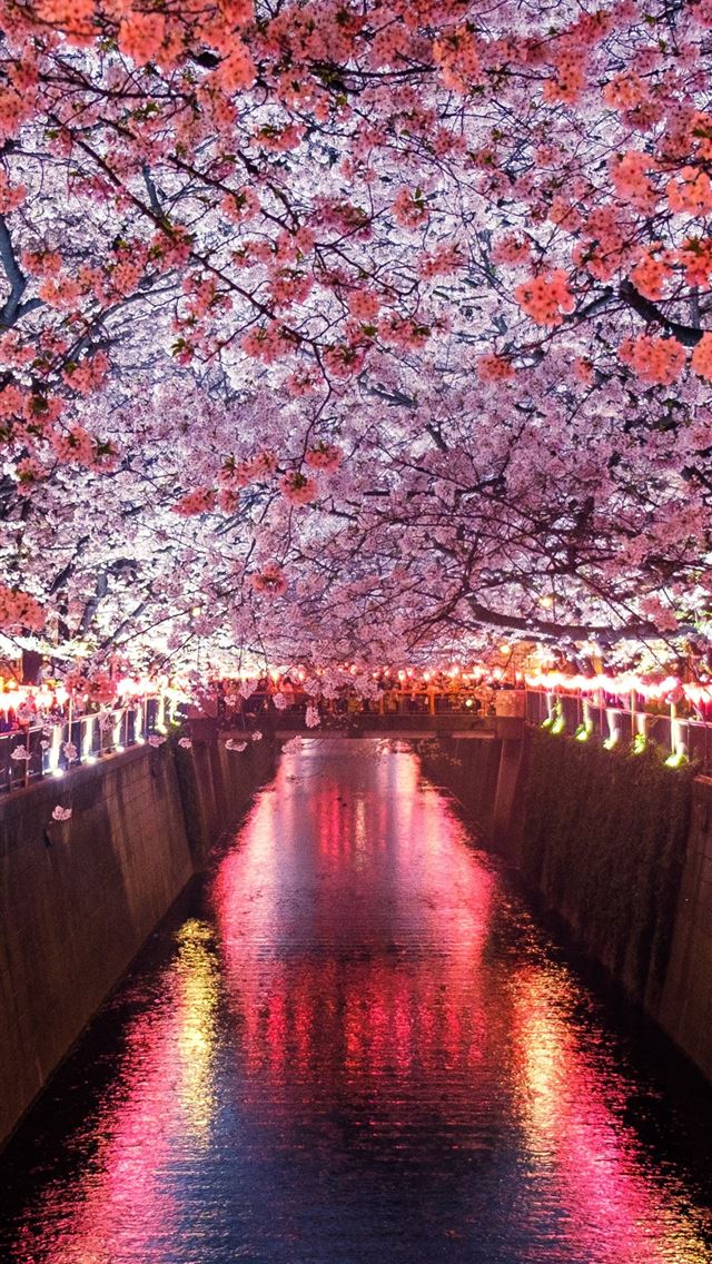 1284x2778 sakura mat - sakura mat iPhone Wallpaper