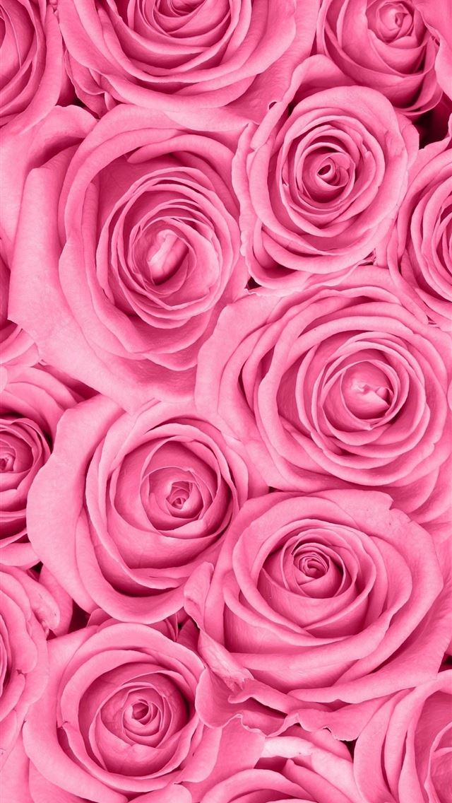 1284x2778 roses - roses iPhone Wallpaper