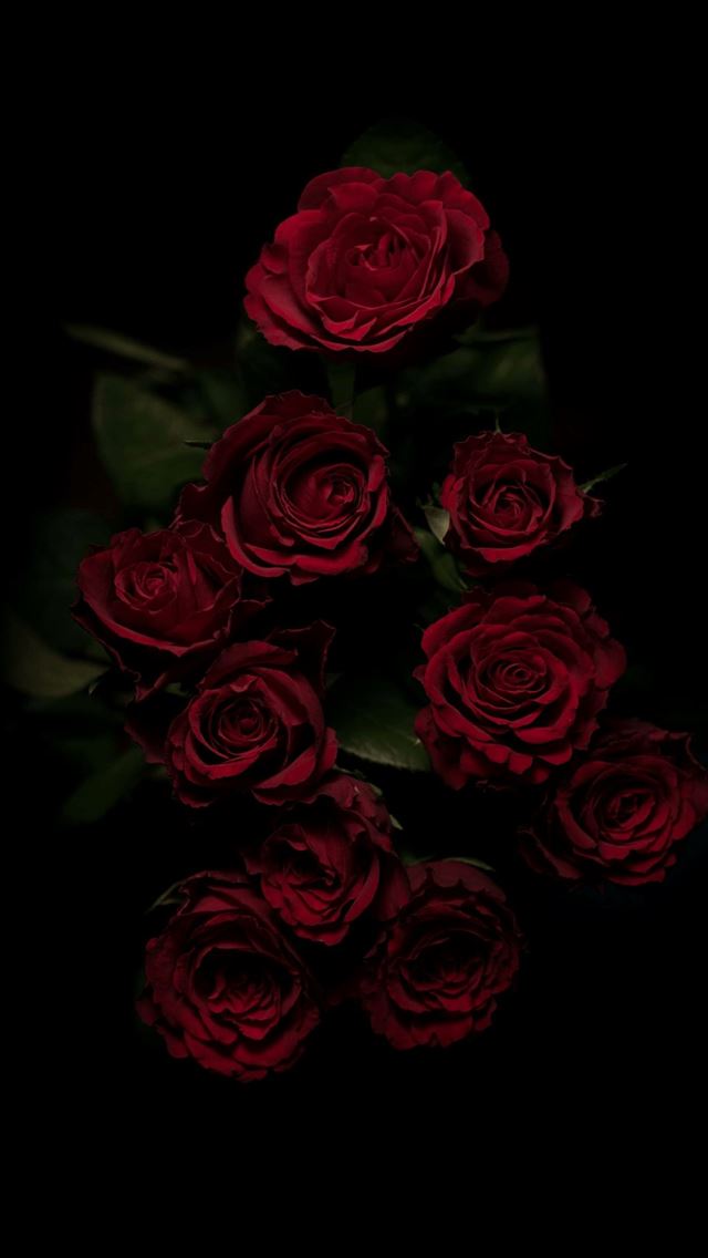 1284x2778 roses - roses iPhone Wallpaper