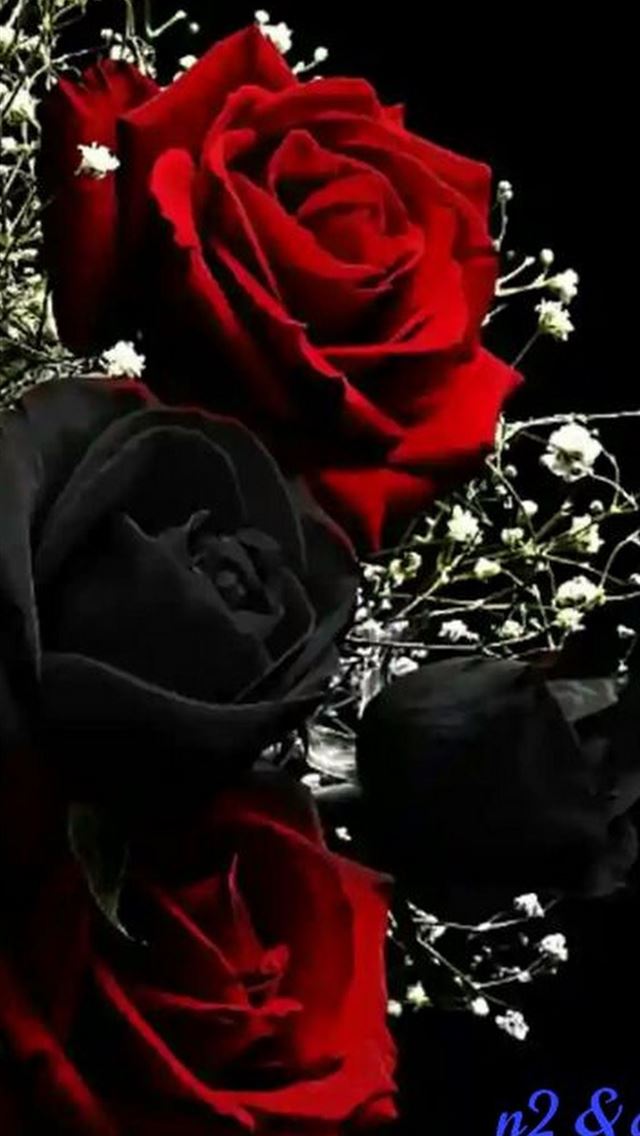 1125x2436 roses - roses iPhone Wallpaper