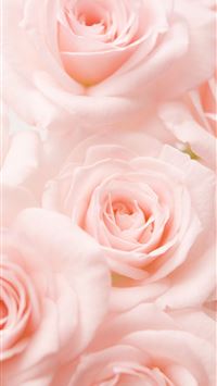Best Roses iPhone HD Wallpapers - iLikeWallpaper