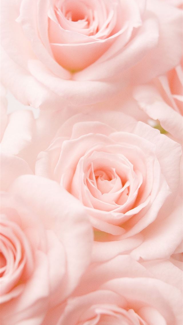 1284x2778 roses - roses iPhone Wallpaper