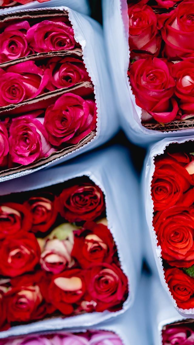 1284x2778 roses - roses iPhone Wallpaper