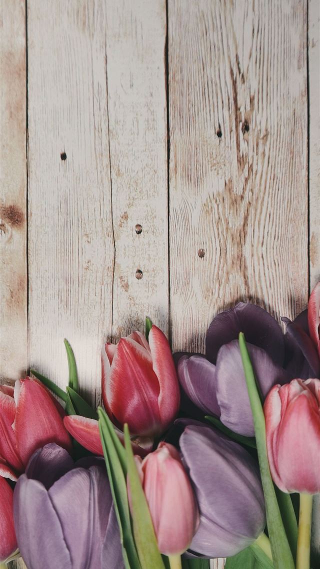 1284x2778 tulip - tulip iPhone Wallpaper