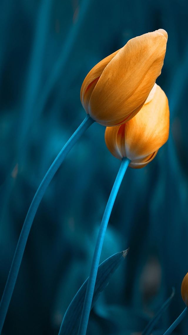 1284x2778 tulip - tulip iPhone Wallpaper