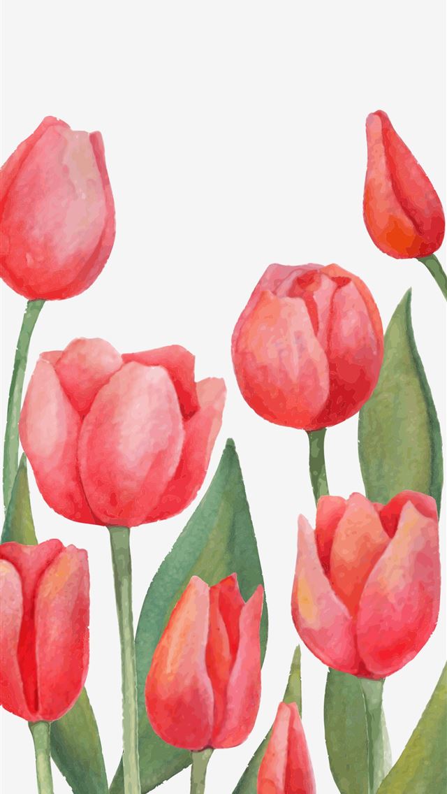 1284x2778 tulip - tulip iPhone Wallpaper