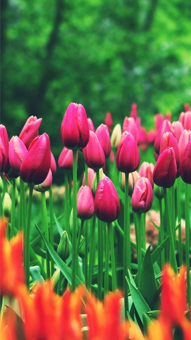 1284x2778 tulip - tulip iPhone Wallpaper