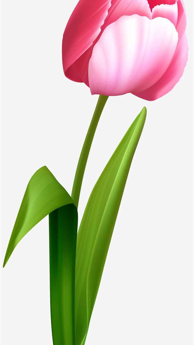 1284x2778 tulip - tulip iPhone Wallpaper