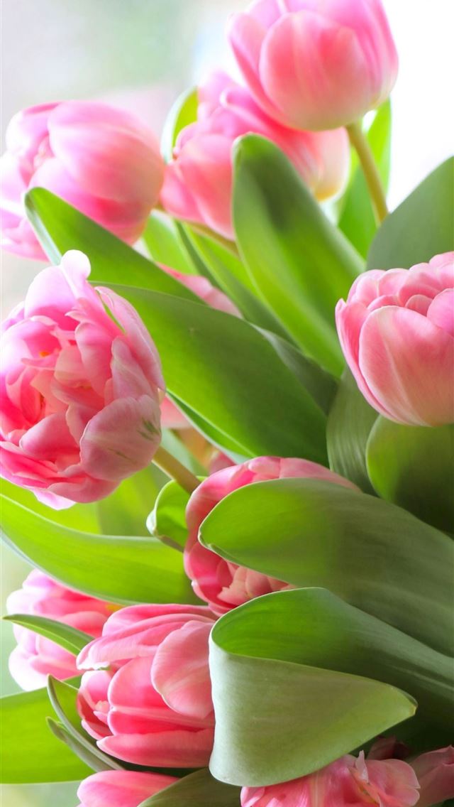 1284x2778 tulip - tulip iPhone Wallpaper
