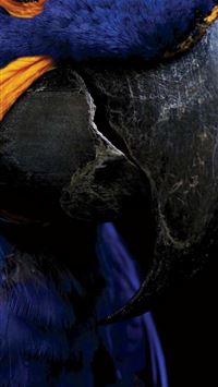 motorola logo wallpaper