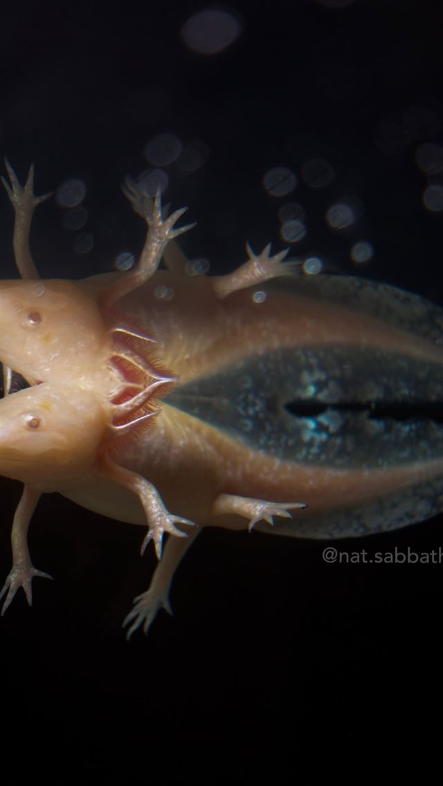 1284x2778 axolotl - axolotl iPhone Wallpaper
