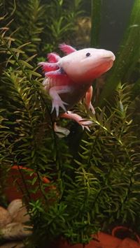 axolotl wallpaper