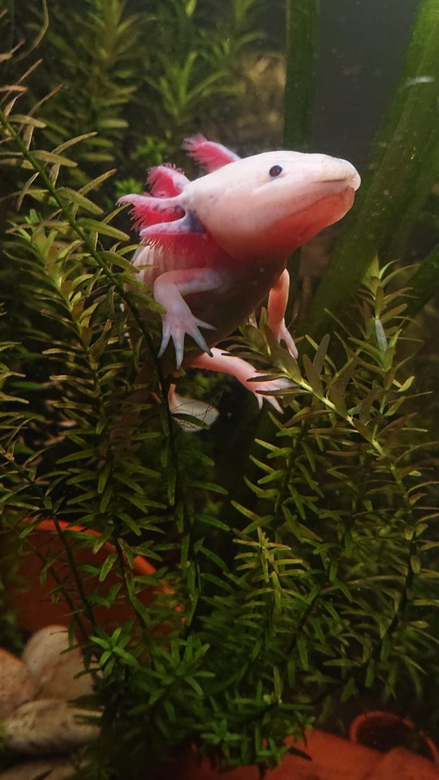 1284x2778 axolotl - axolotl iPhone Wallpaper