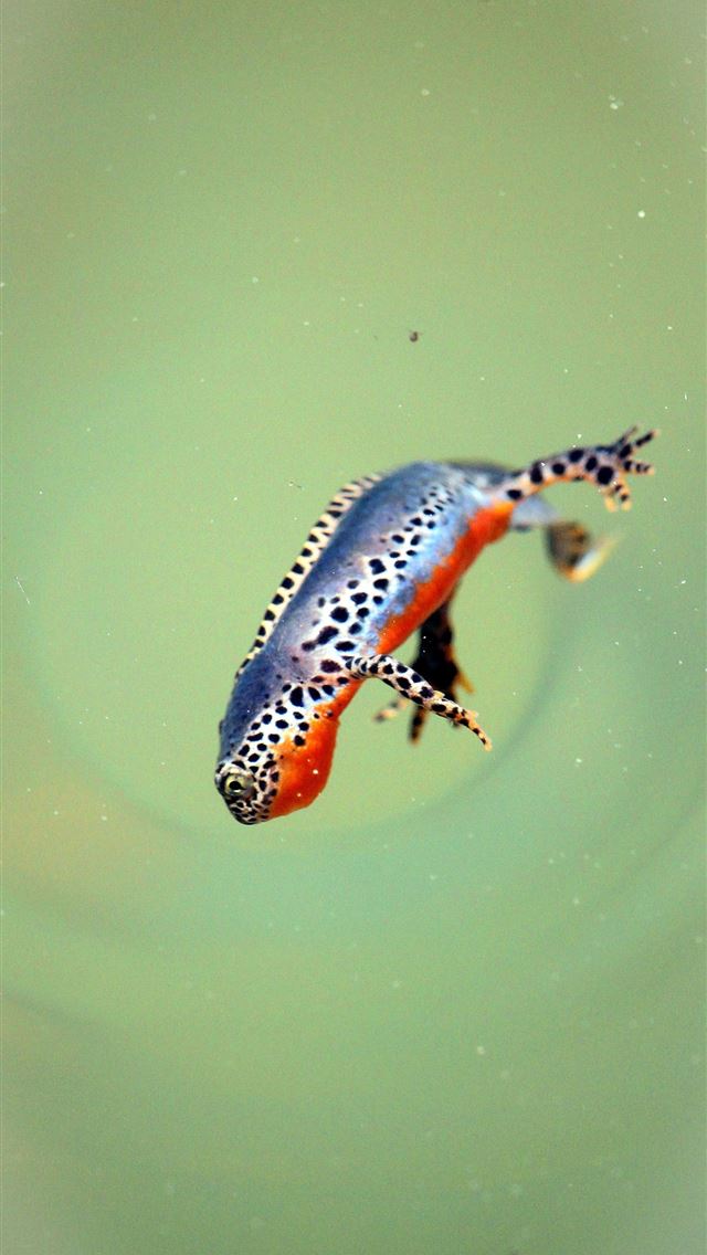 1284x2778 axolotl - axolotl iPhone Wallpaper