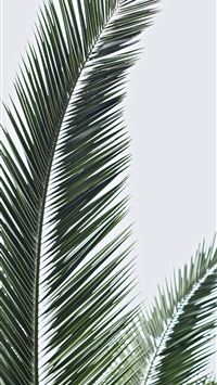palm sunday wallpaper