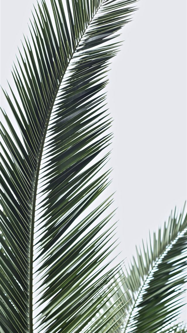 1284x2778 palm sunday - palm sunday iPhone Wallpaper