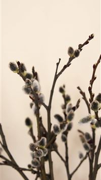 palm sunday wallpaper