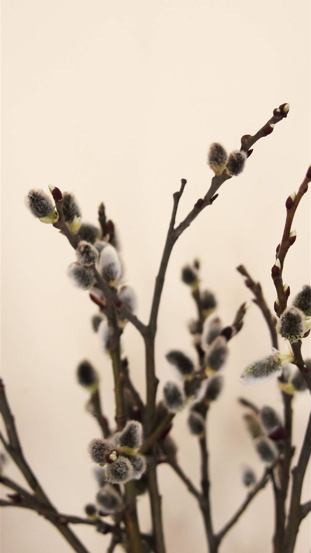 1284x2778 palm sunday - palm sunday iPhone Wallpaper