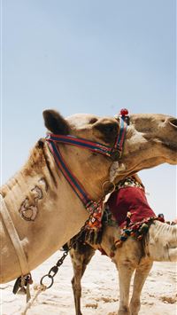 camel wallpaper