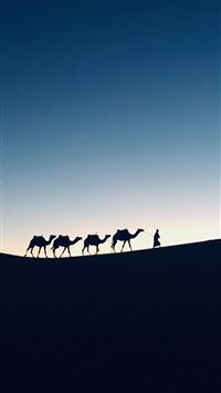 camel wallpaper