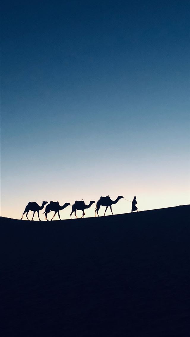 1284x2778 camel - camel iPhone Wallpaper