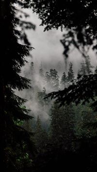 olympic national park wallpaper