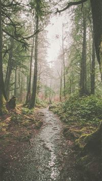 olympic national park wallpaper