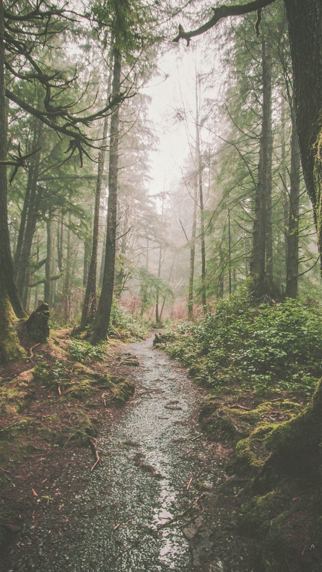 1284x2778 olympic national park - olympic national park iPhone Wallpaper