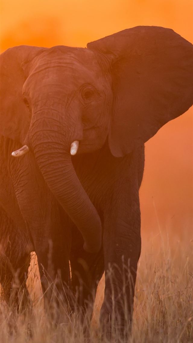 1284x2778 kenya - kenya iPhone Wallpaper