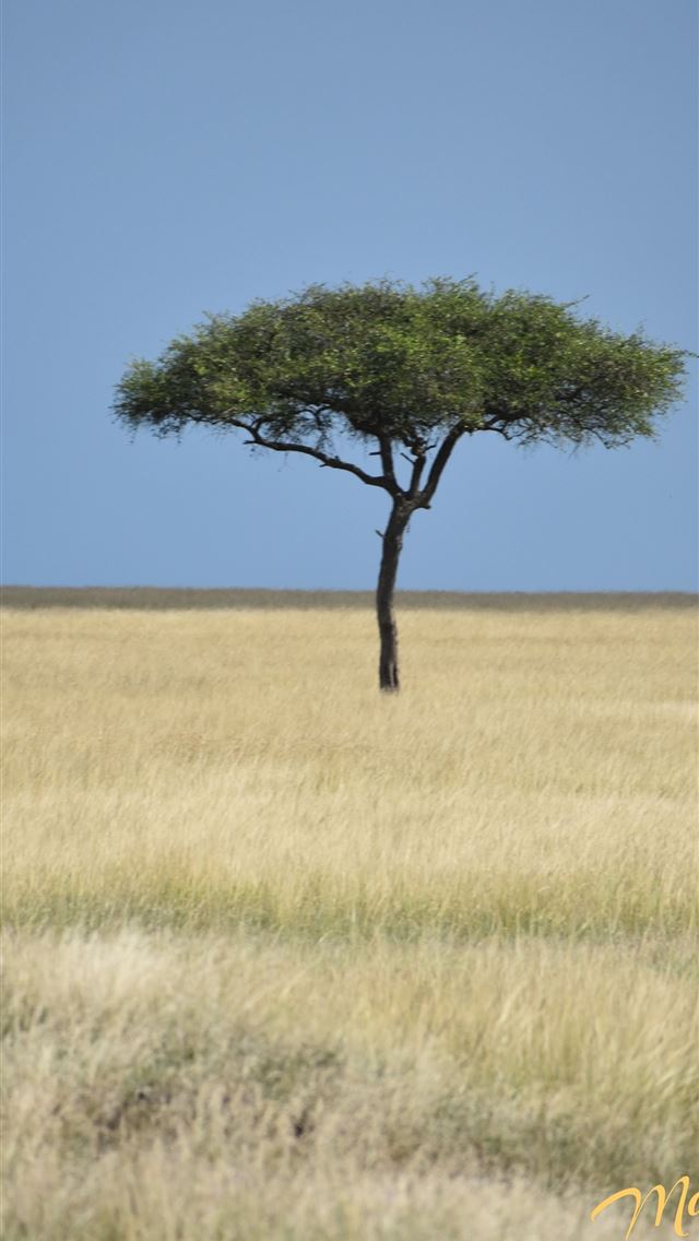 1284x2778 kenya - kenya iPhone Wallpaper