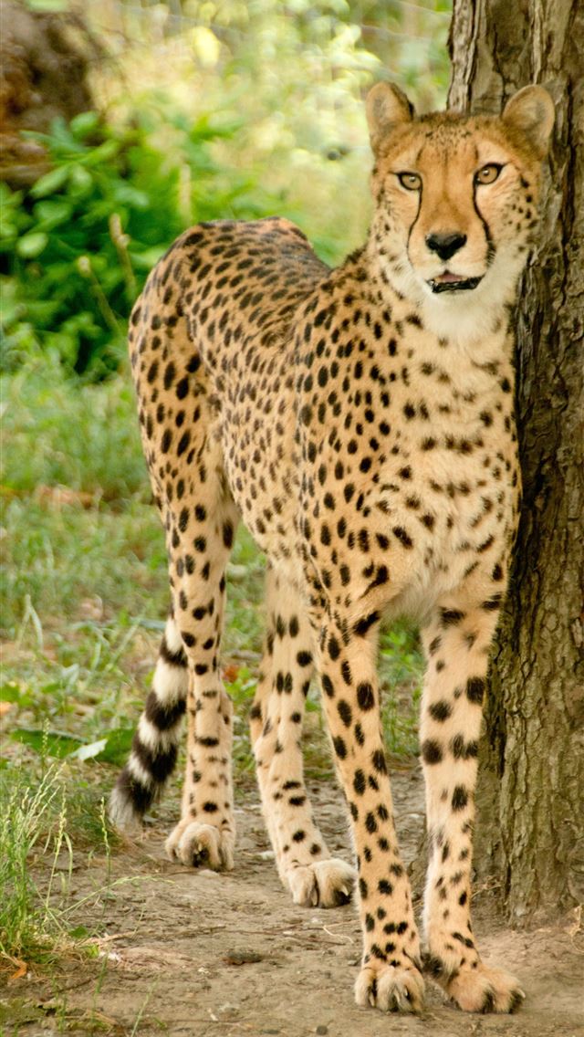 1284x2778 kenya - kenya iPhone Wallpaper