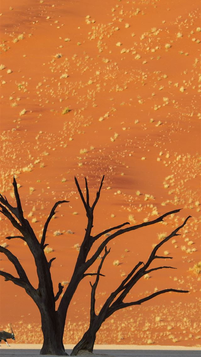 1284x2778 namibia - namibia iPhone Wallpaper