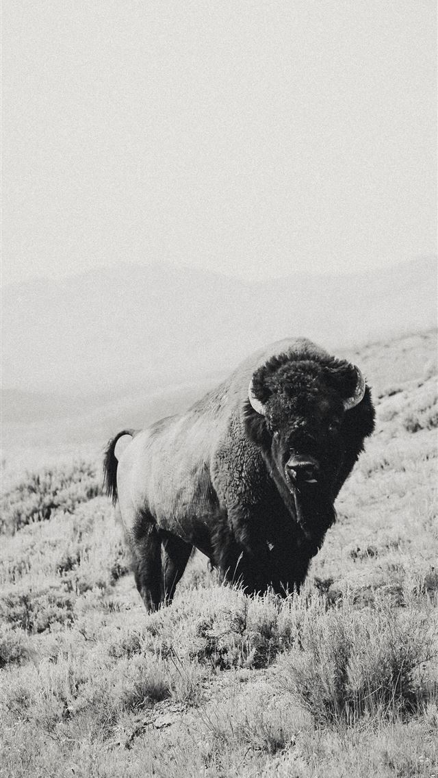 1284x2778 buffalo - buffalo iPhone Wallpaper