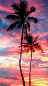 palm trees wallpaper