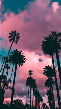 Best Palm trees iPhone HD Wallpapers - iLikeWallpaper