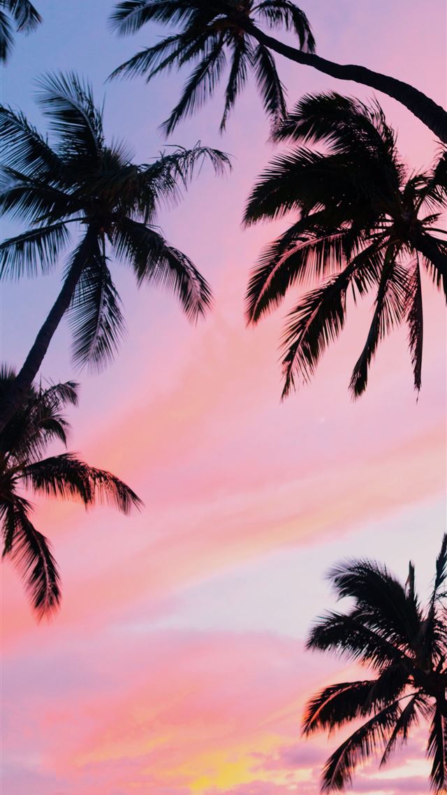 1284x2778 palm trees - palm trees iPhone Wallpaper