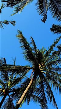 palm trees wallpaper