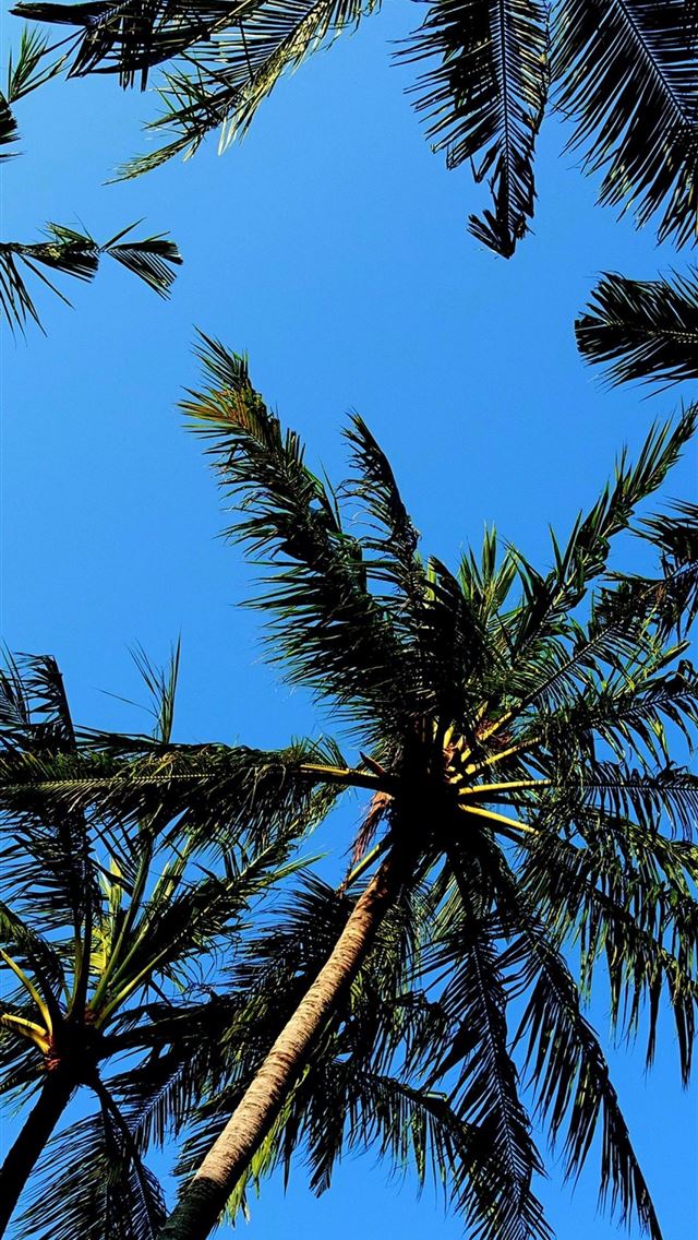1284x2778 palm trees - palm trees iPhone Wallpaper