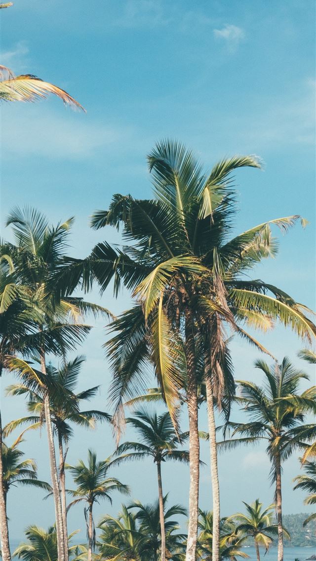 1284x2778 palm trees - palm trees iPhone Wallpaper