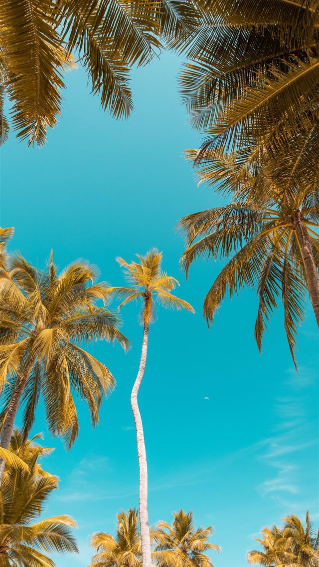 1284x2778 palm trees - palm trees iPhone Wallpaper